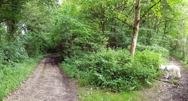 Wir folgen dem Waldweg nach rechts. Der linke Abzweig führt nach Oberwinter. Das ist auch ein wunderschöner Wanderweg, der an einem Bach entlangführt. Bis nach Oberwinter läuft man ca. 2 Stunden.