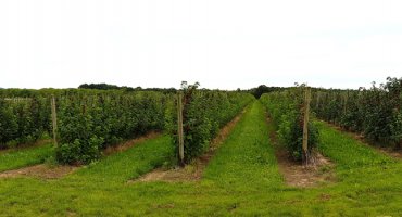 Am Ende der Koppeln biegen wir nach rechts ab und kommen an einer Johannisbeerplantage vorbei. 