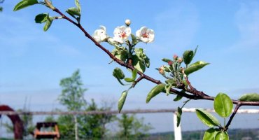 Birnenblüte