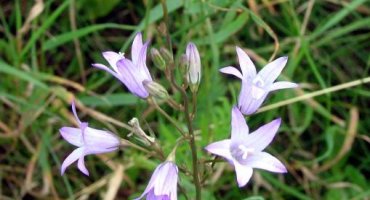 Wiesenglockenblume