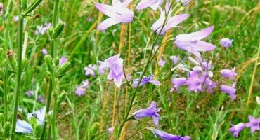 Wiesenglockenblume