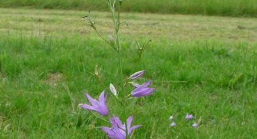 Wiesenglockenblume