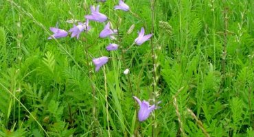 Wiesenglockenblume