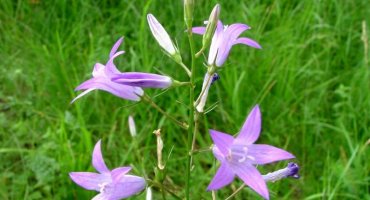 Wiesenglockenblume