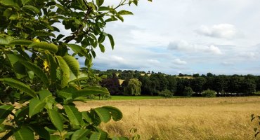 Im Kessel unterhalb der Weide und vor dem Broichhof steht eine Reihe Silberpappeln. In diesem kleinen „Waldstück" sind ein paar Rehe zu Hause, die man früh morgens sehr schön beobachten kann. Da sich dort auch ein kleiner Weiher befindet, können wir sehr oft auch Fischreiher sehen, die stolz in den Wiesen umherlaufen.