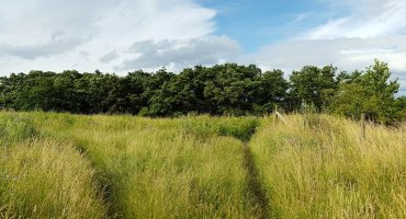 An der kommenden Weggabelung – die Kulisse des Siebengebirges vor uns – halten wir uns links.