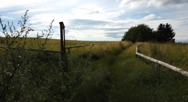 An der nächsten Weggabelung – hier steht ein Schild mit den Beschreibungen der Pflanzenwelt – gehen wir geradeaus weiter und genießen immer wieder den Blick auf die Drachenburg, die durch die Baumkronen hindurch lugt.