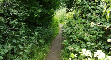 Gerade im Sommer wird dieser Pfad wegen üppig wuchernder Büsche leicht übersehen. Wer diesen Weg verpasst oder jetzt schon müde ist, kann einfach dem Schotterweg geradeaus weiter folgen und wird schnell die kleine Kapelle bei unserem Parkplatz wieder sehen.