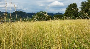 Der Schlenker rauf auf die Windkuppe ist jedoch sehr zu empfehlen. Zum einen ist der durch die niedrigen Holzzäune gesäumte Pfad selber malerisch anzuschauen – und zwar Sommers wie Winters, zum anderen hat man von der Höhe aus rundherum phantastische Blicke. Bei klarer Sicht reicht das Auge bis hin zum Kölner Dom.