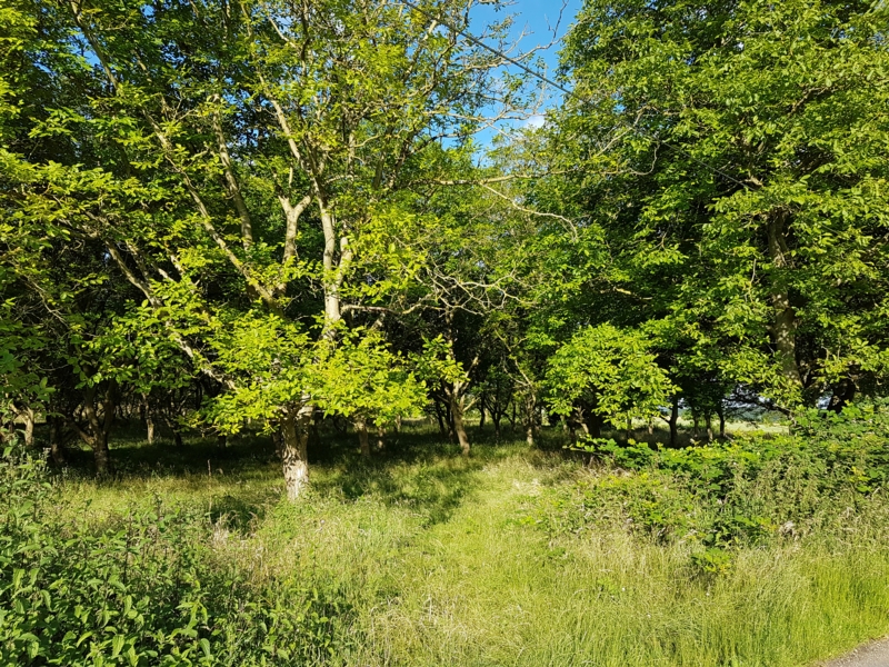 Auf der rechten Seite sehen wir links die Nussbaumplantage mit ihrem alten Baumbestand. Auch hier kann man wieder Reitwege und Hindernisse erkennen.