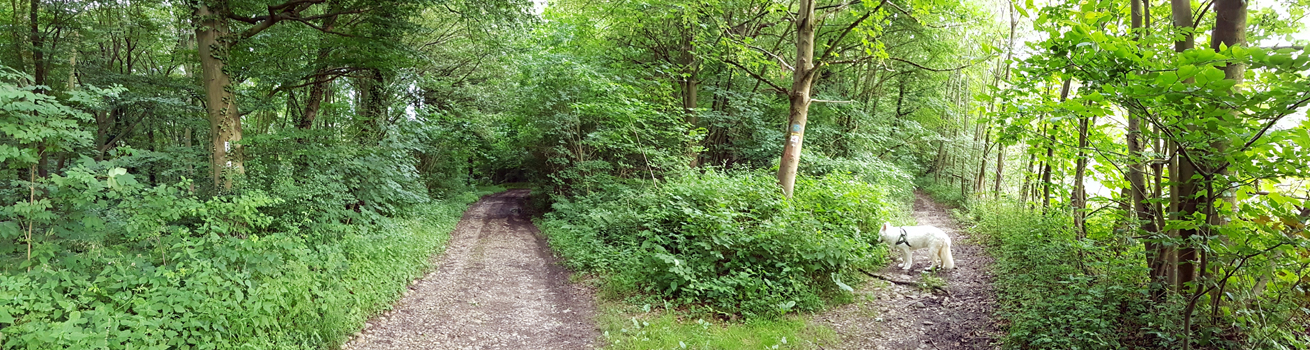 Wir folgen dem Waldweg nach rechts. Der linke Abzweig führt nach Oberwinter. Das ist auch ein wunderschöner Wanderweg, der an einem Bach entlangführt. Bis nach Oberwinter läuft man ca. 2 Stunden.