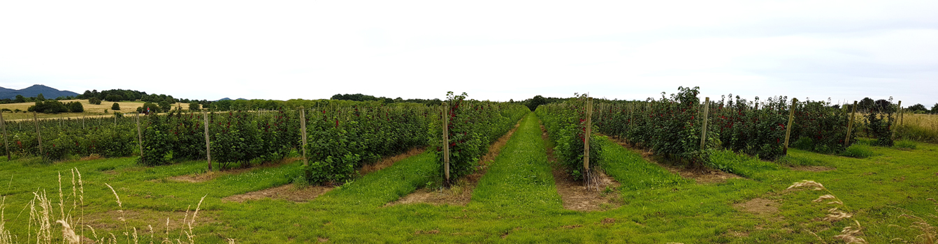 Am Ende der Koppeln biegen wir nach rechts ab und kommen an einer Johannisbeerplantage vorbei. 