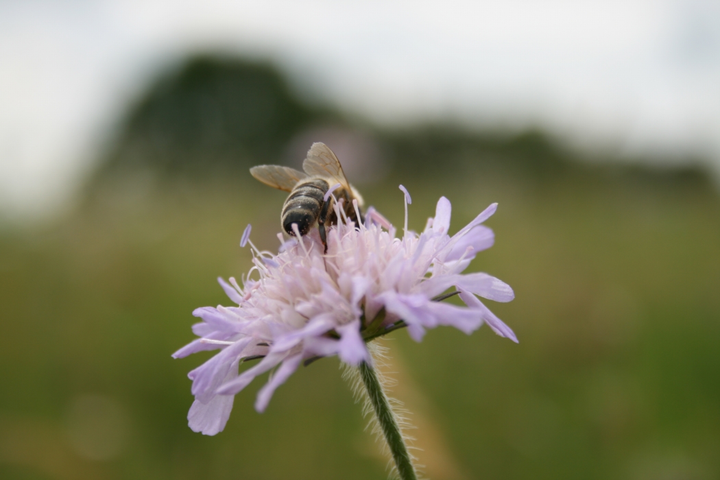 Witwenblume