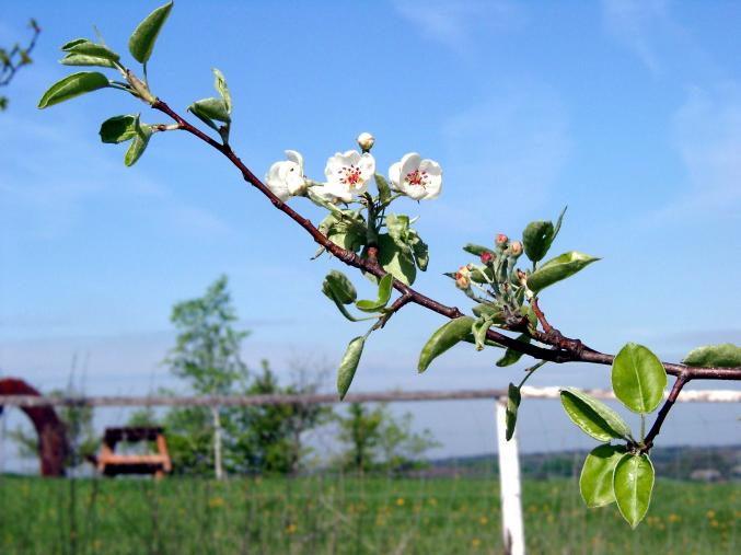 Birnenblüte