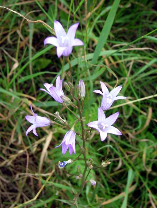 Wiesenglockenblume