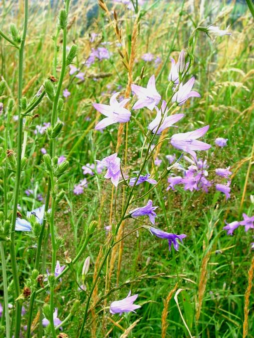 Wiesenglockenblume