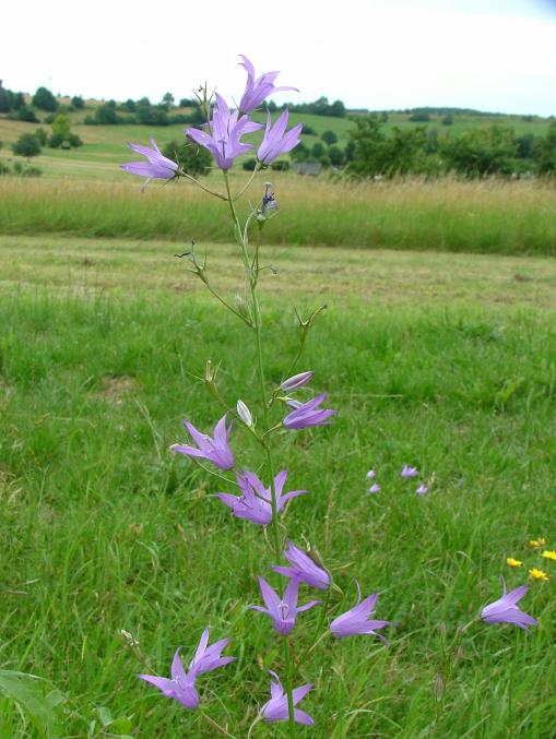 Wiesenglockenblume