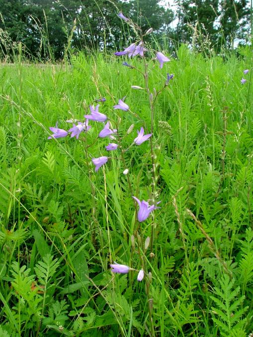 Wiesenglockenblume