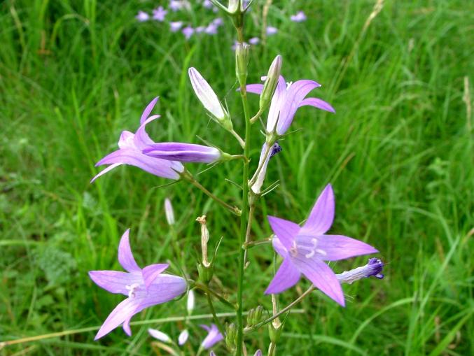 Wiesenglockenblume