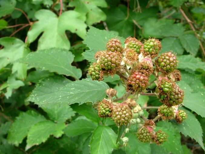 Brombeeren