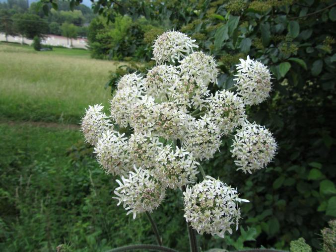 Wiesenbärenklau