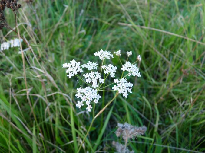 Wiesenkerbel