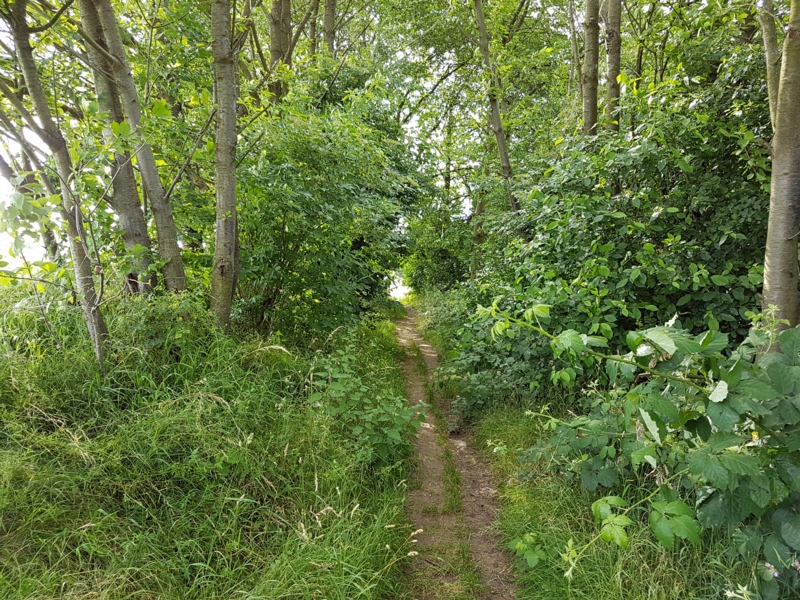 Wir laufen durch eine Art Allee Allee von Kirsch- und Pflaumenbäumen.