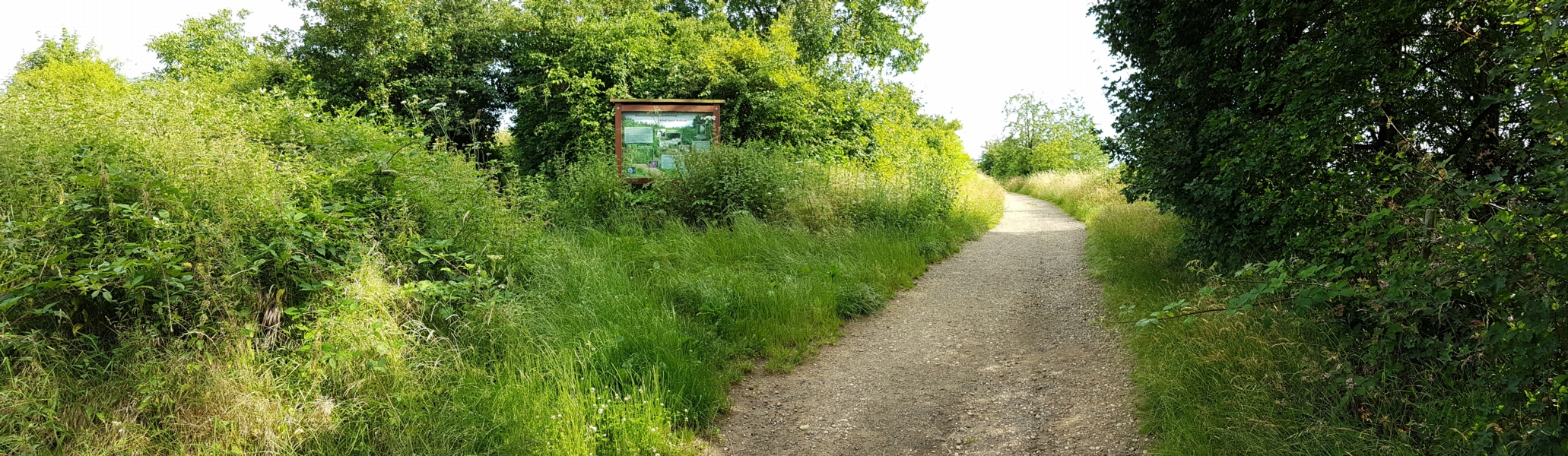 gehen aber nur wenige Schritte und verlassen den Weg sofort, wiederum nach links.