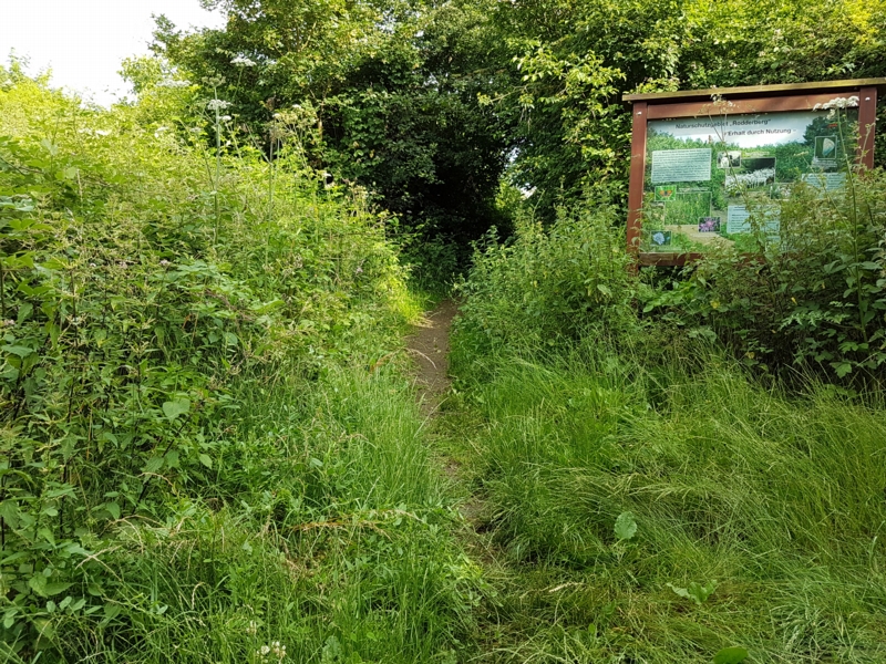 Hier steht erneut ein Schild mit den Beschreibungen der Pflanzenwelt. Vor diesem Schild führt uns der Pfad rauf zur Windkuppe. 