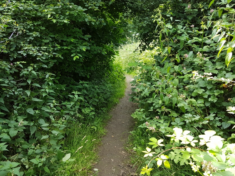 Gerade im Sommer wird dieser Pfad wegen üppig wuchernder Büsche leicht übersehen. Wer diesen Weg verpasst oder jetzt schon müde ist, kann einfach dem Schotterweg geradeaus weiter folgen und wird schnell die kleine Kapelle bei unserem Parkplatz wieder sehen.