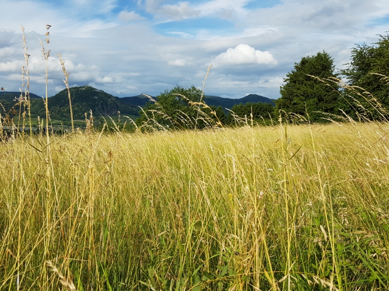 Der Schlenker rauf auf die Windkuppe ist jedoch sehr zu empfehlen. Zum einen ist der durch die niedrigen Holzzäune gesäumte Pfad selber malerisch anzuschauen – und zwar Sommers wie Winters, zum anderen hat man von der Höhe aus rundherum phantastische Blicke. Bei klarer Sicht reicht das Auge bis hin zum Kölner Dom.